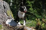 BOSTON TERRIER 036